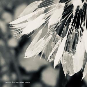 New Work Black and White Dandelion Photograph 1